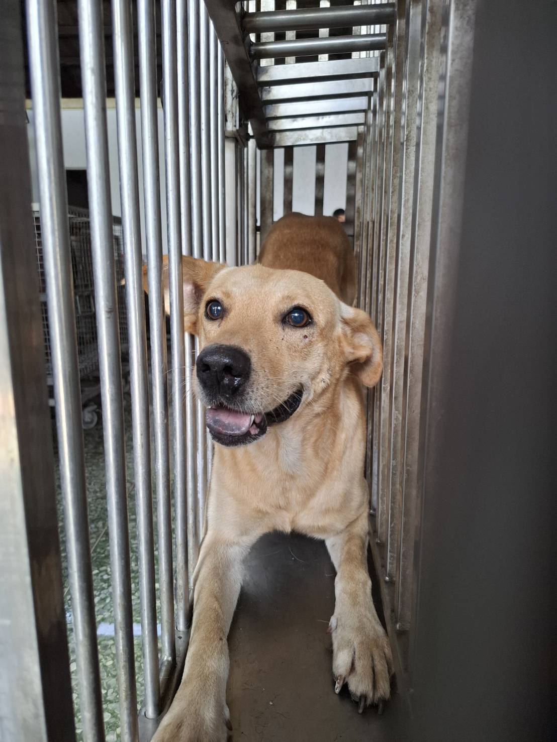 Tan adult male mixed-breed dog, Medium, shelter no. …6-01