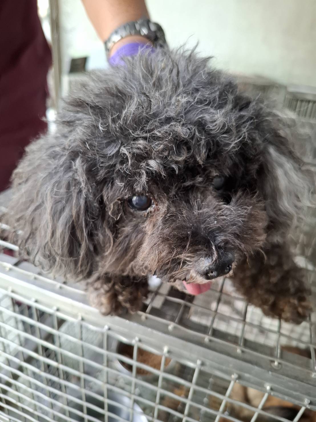 Black adult female poodle, Small, shelter no. …6-05