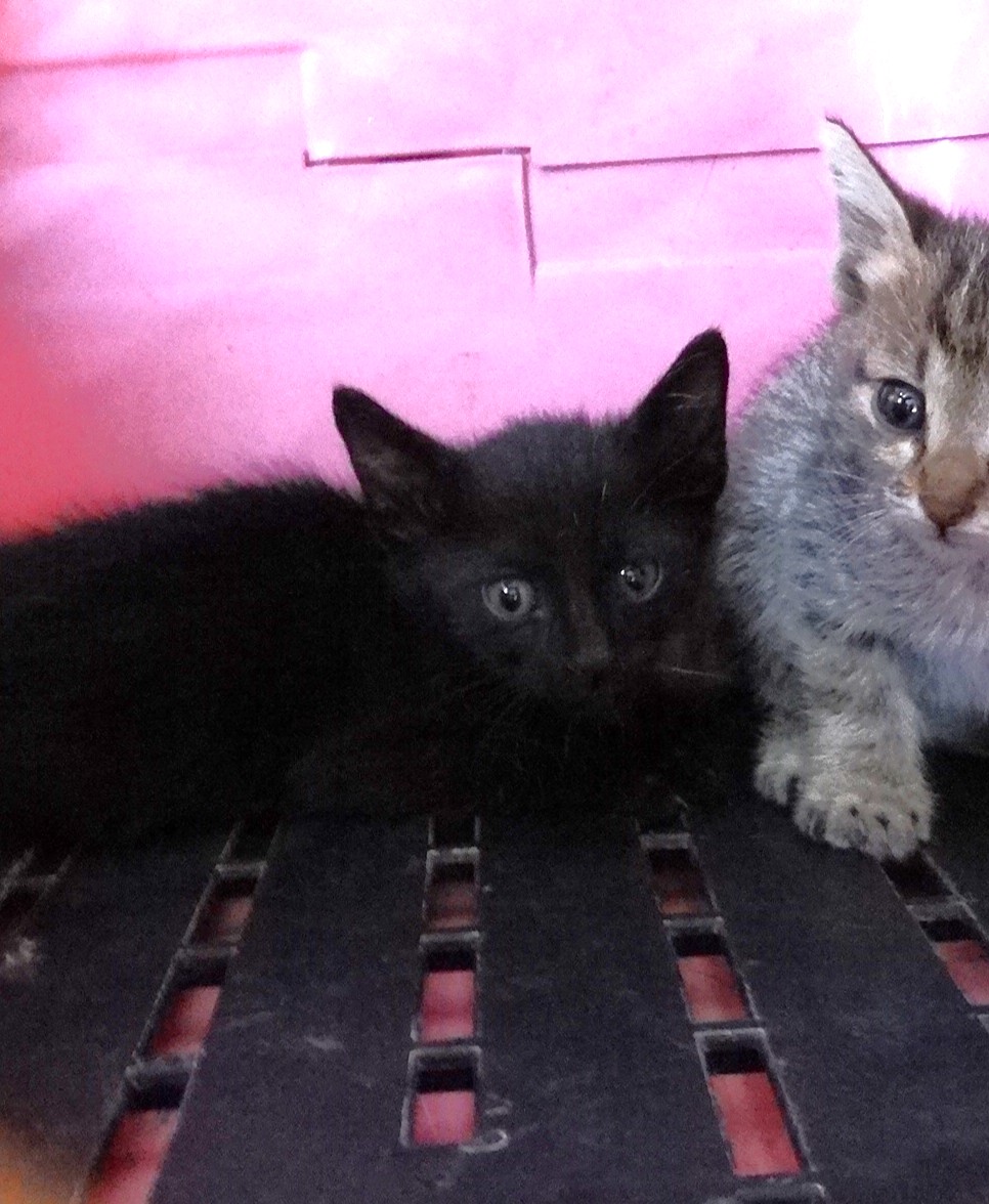 Black young mixed-breed cat, Small, shelter no. …1689