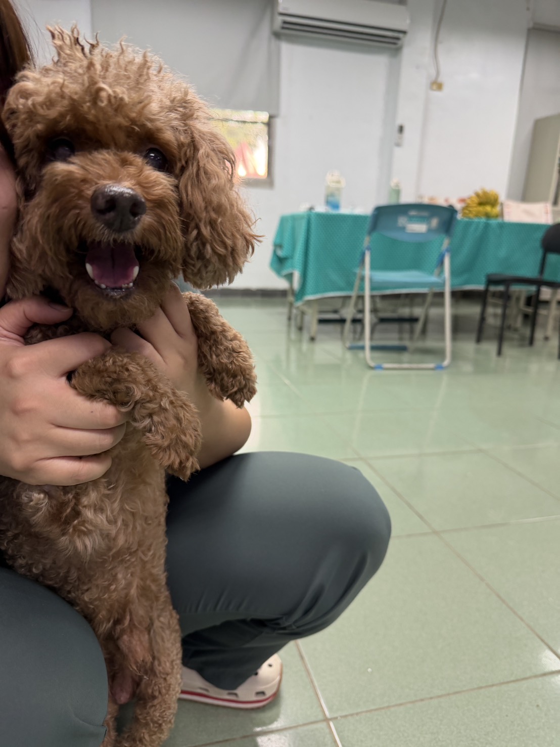 Brown adult male poodle, Medium, shelter no. …6-07