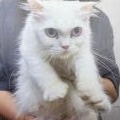 British Longhair hembra adulta (blanco), Mediano, refugio n.º …6009