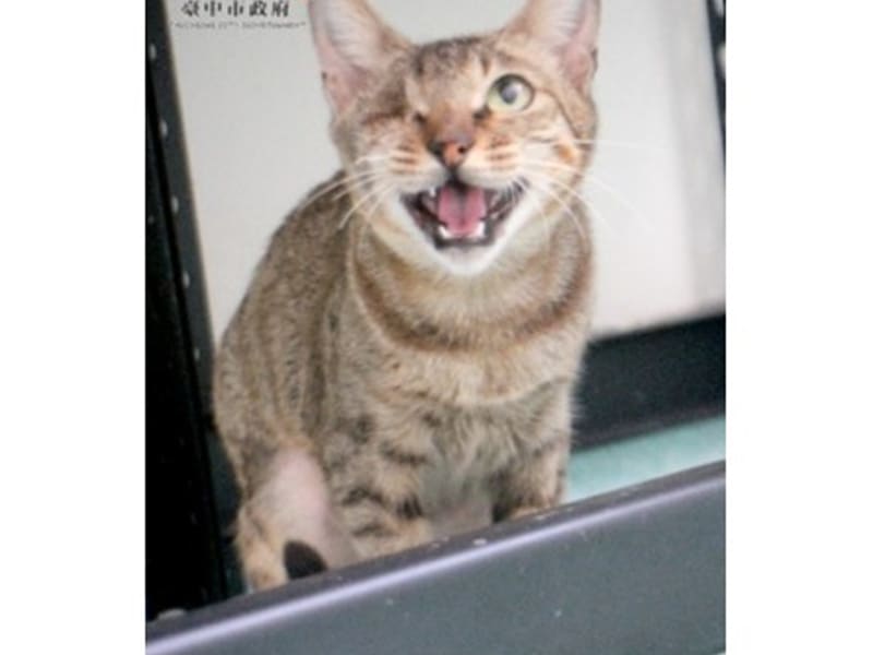 ミックス猫(メス・成猫・トラ)、小型, 施設番号 …6001