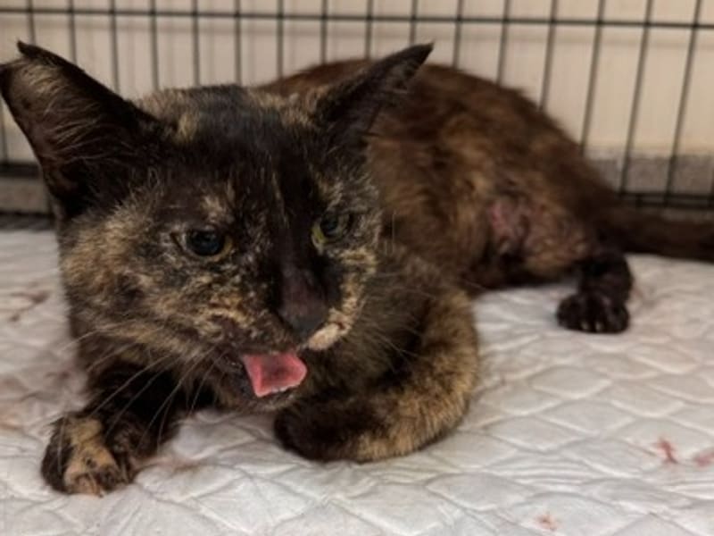 Chatte croisée femelle adulte, Grand, refuge n° …7001