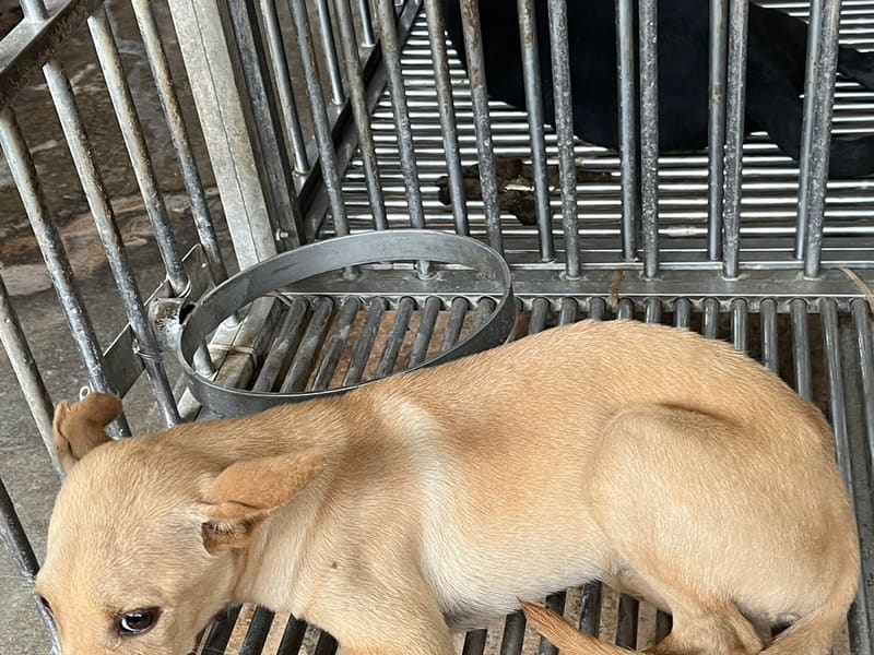 Chó lai (Đực, Nhỏ, vàng), Nhỏ, số trại …7001