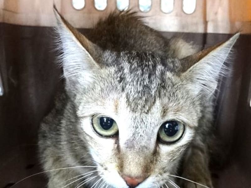 ミックス猫(若い・トラ)、中型, 施設番号 …1694