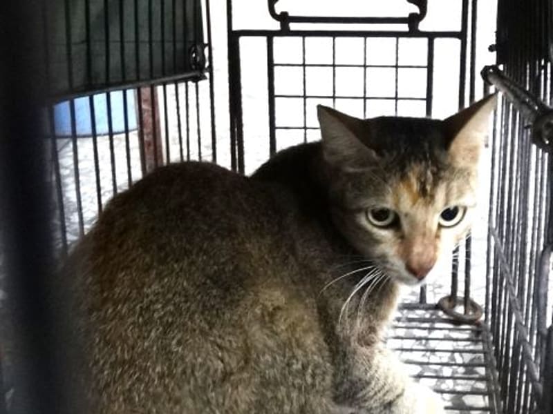 ミックス猫(成猫・トラ)、大型, 施設番号 …1695