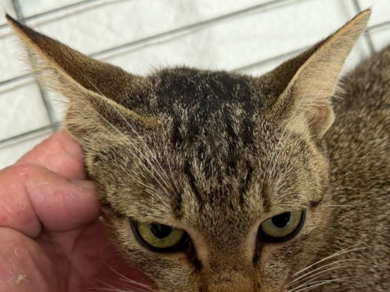 Pusang halo ang lahi (Babae, Bata, may guhit), Maliit, blg. ng shelter …5C03