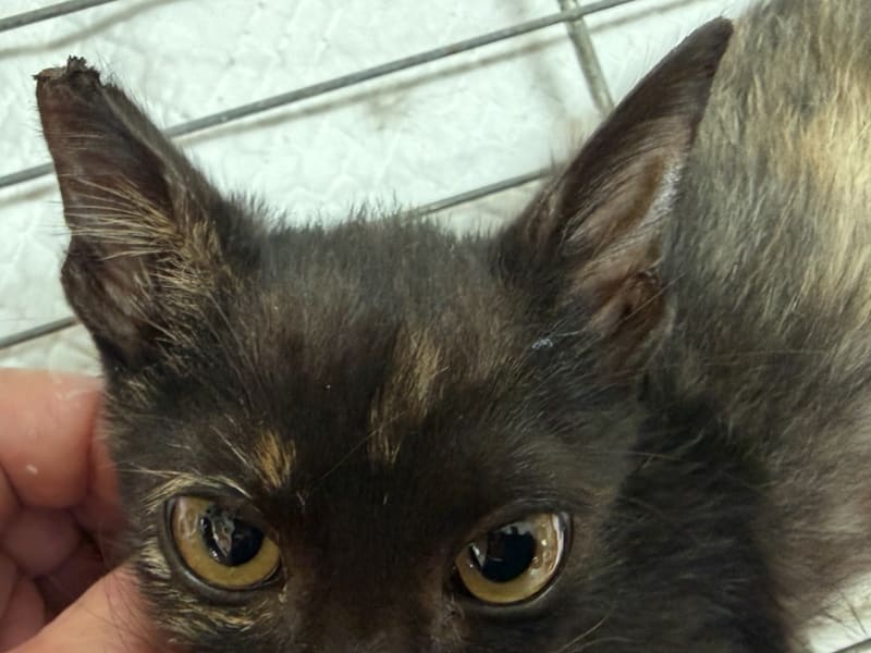 Pusang halo ang lahi (Babae, Bata), Maliit, blg. ng shelter …5C05
