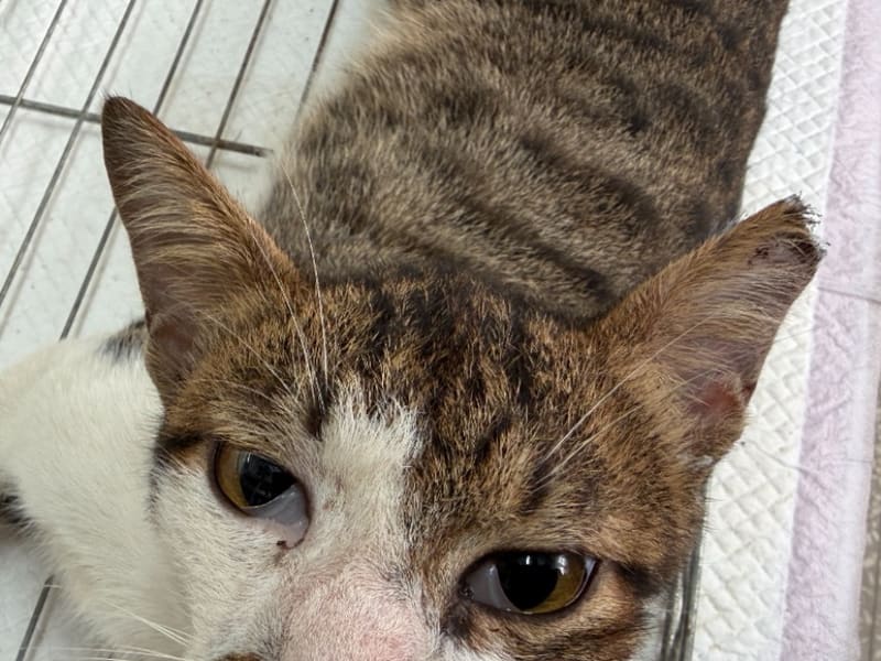 Pusang halo ang lahi (Lalaki, Bata, may guhit), Maliit, blg. ng shelter …5C07