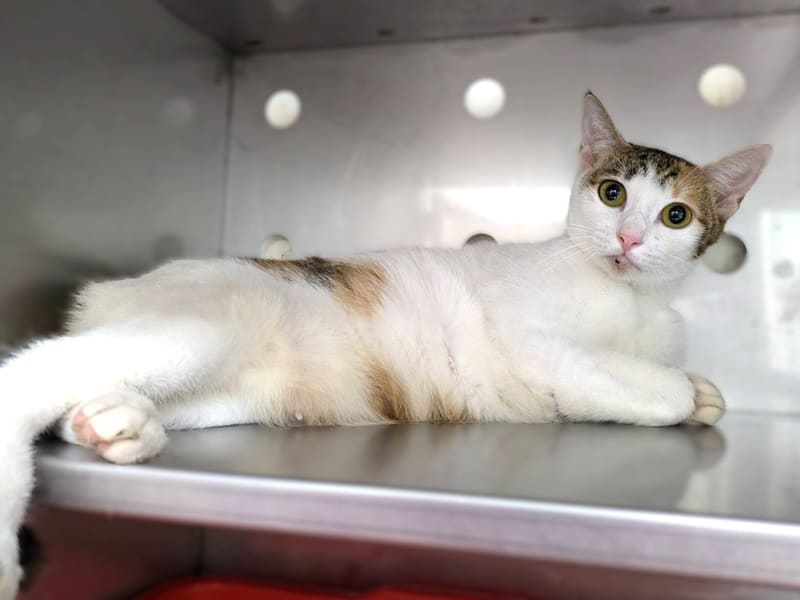 Gata mestiza hembra adulta (tricolor), Mediano, refugio n.º …7001