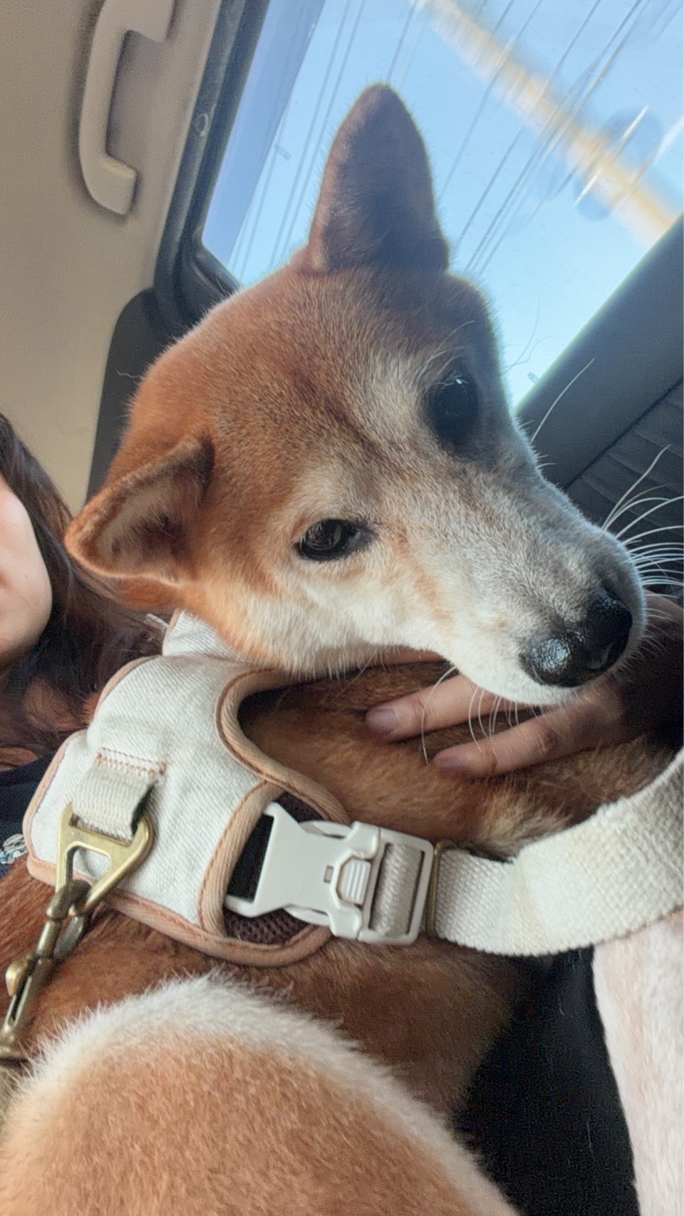 Tan adult female Shiba Inu, Medium, shelter no. …7-07