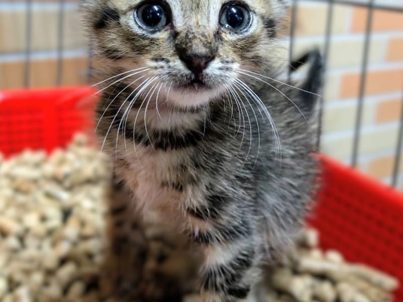 Tabby young male mixed-breed cat, Small, shelter no. …1003