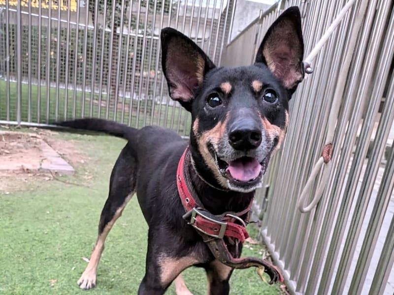 Perro mestizo macho adulto (negro y canela), Mediano, refugio n.º …7002