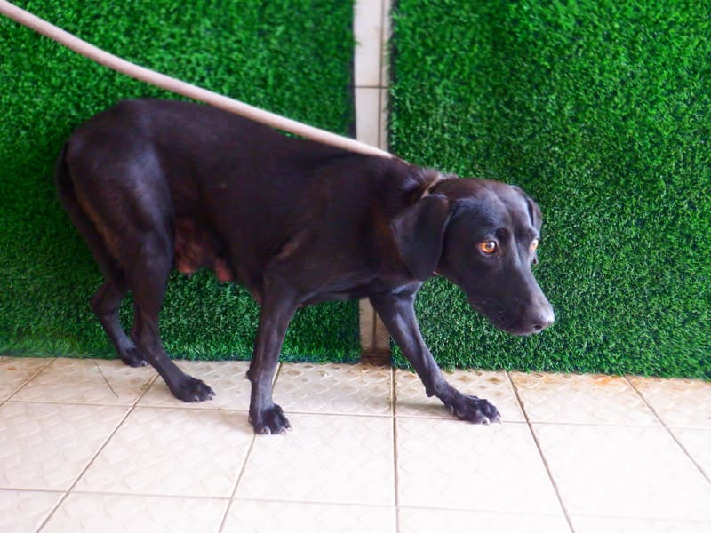 ミックス犬(メス・成犬・黒)、中型, 施設番号 …7877