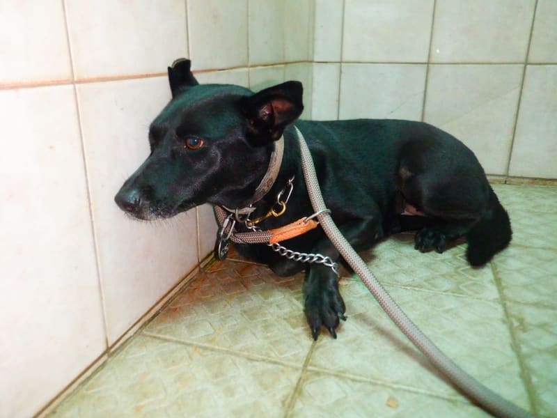 ミックス犬(メス・成犬・黒)、中型, 施設番号 …7626