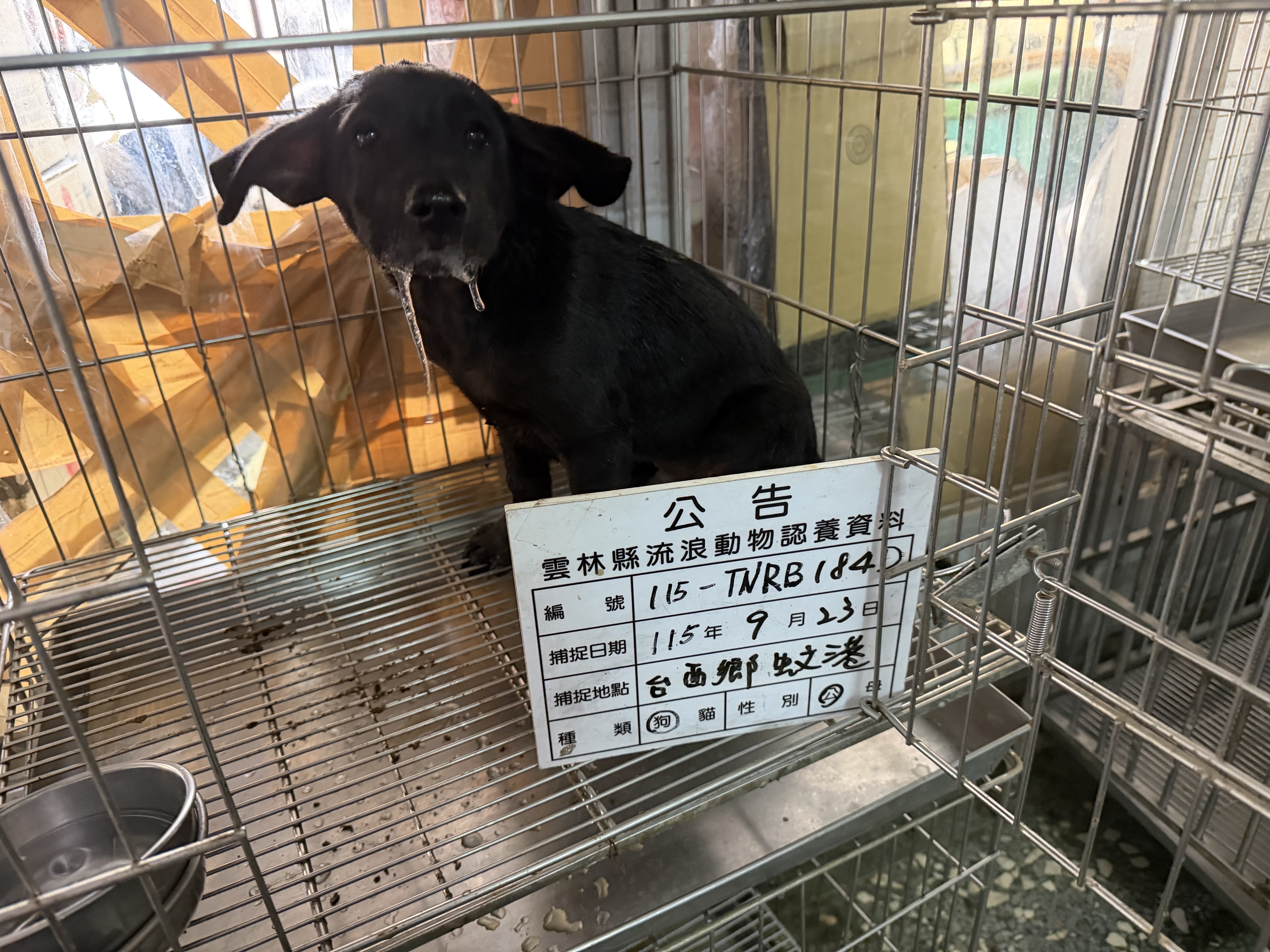 Chien croisé mâle adulte (noir), Petit, refuge n° …184D