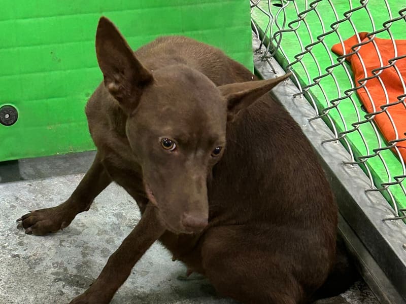 Brown adult female mixed-breed dog, Medium, shelter no. …8001