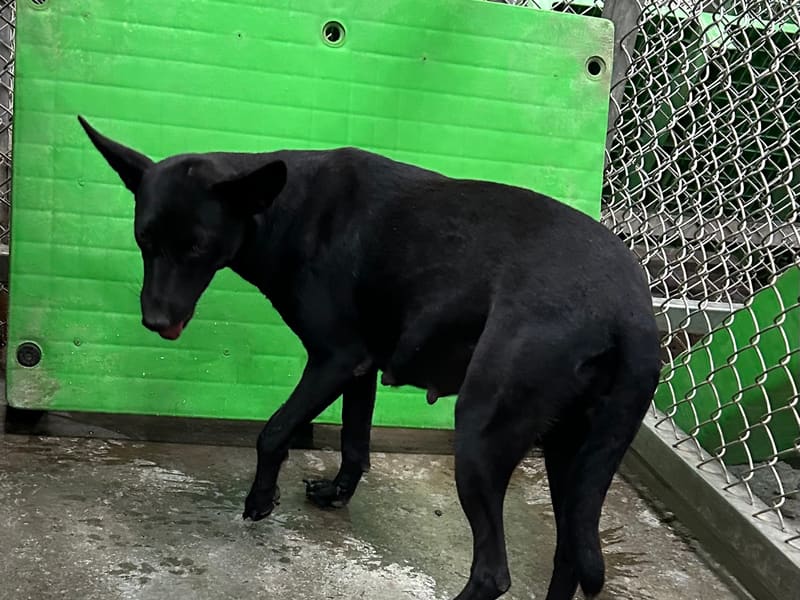Black adult female mixed-breed dog, Medium, shelter no. …8002