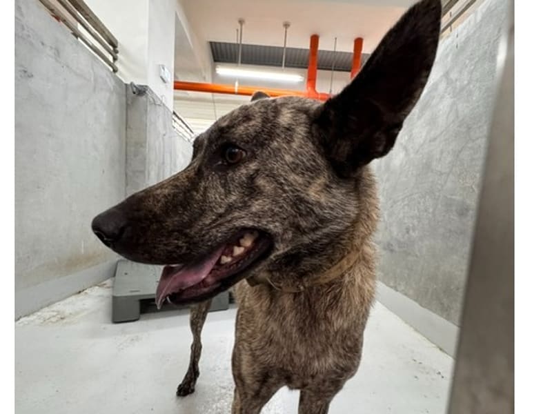 Tabby adult female mixed-breed dog, Large, shelter no. …8001
