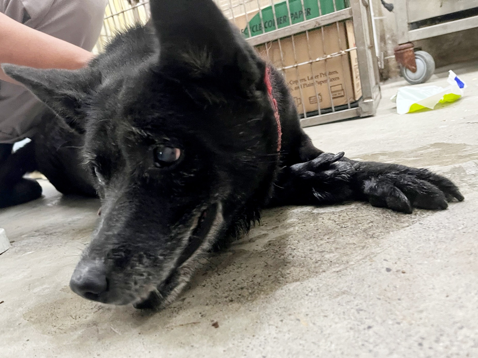 Black adult female mixed-breed dog, Medium, shelter no. …0805