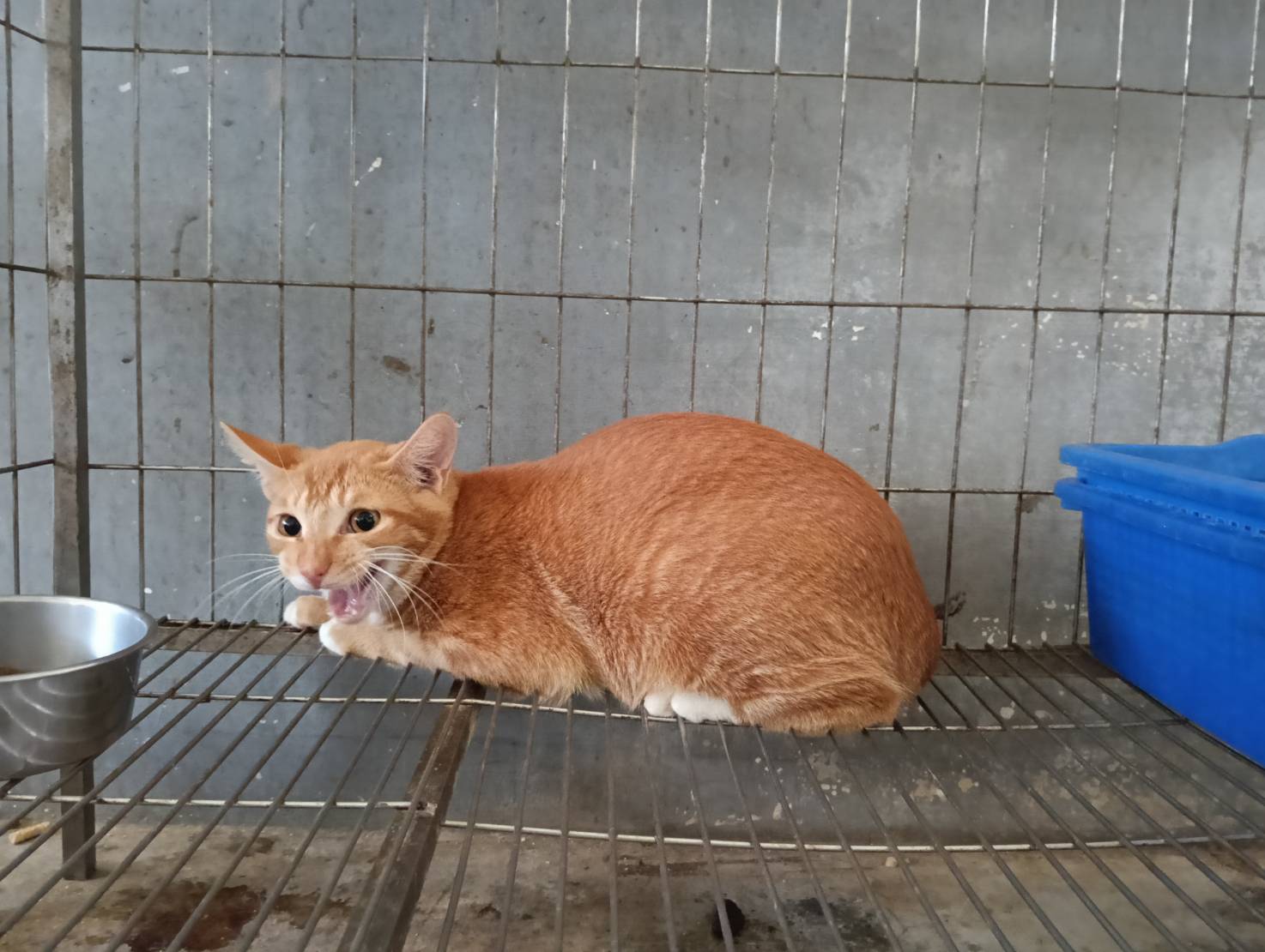 Pusang halo ang lahi (Lalaki, Matanda na, dilaw), Katamtaman, blg. ng shelter …8003
