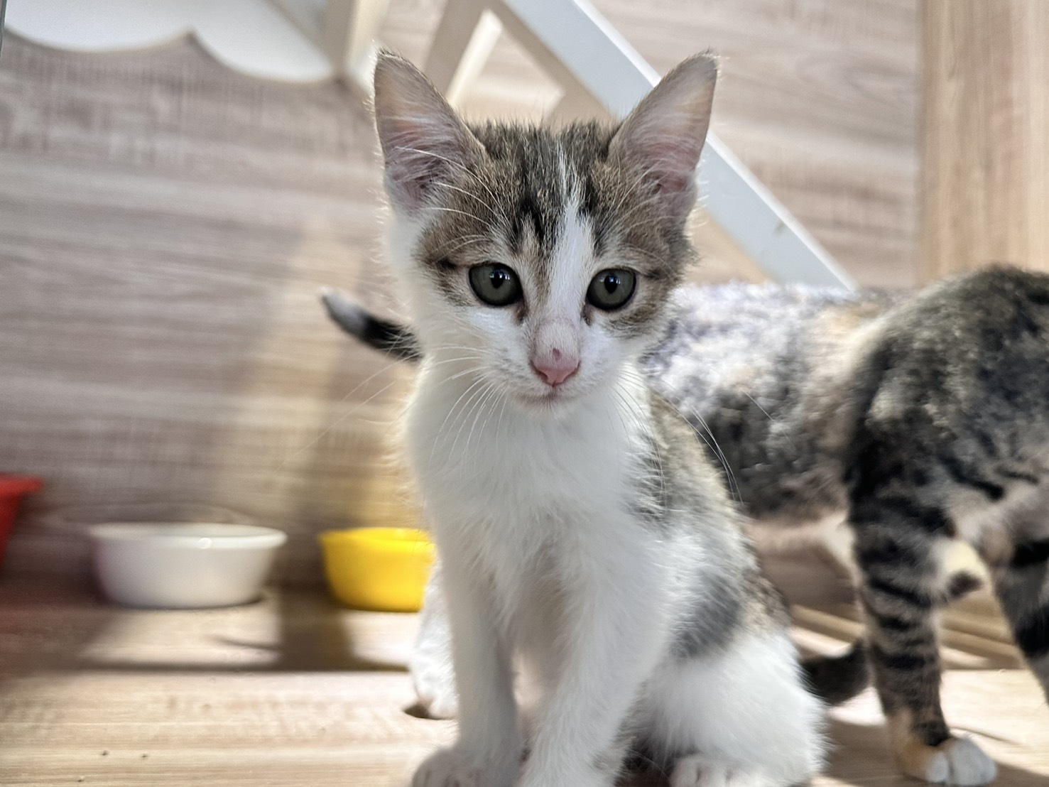 Pusang halo ang lahi (Lalaki, Bata, may guhit), Maliit, blg. ng shelter …8002