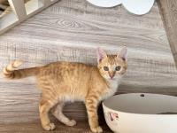 Pusang halo ang lahi (Lalaki, Bata, may guhit), Maliit, blg. ng shelter …8003