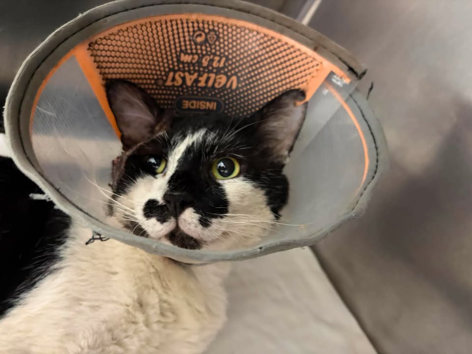 Black-and-white adult male mixed-breed cat, Medium, shelter no. …0902