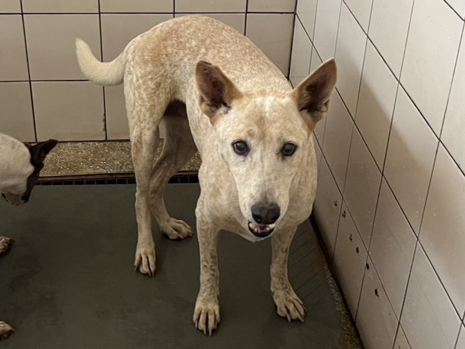 White adult female mixed-breed dog, Large, shelter no. …9A12