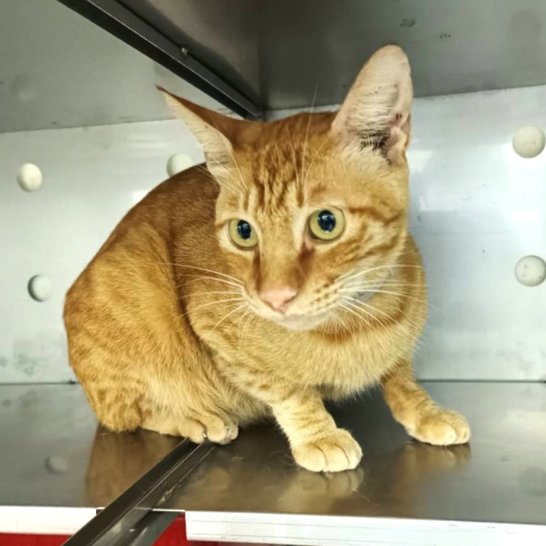 Orange adult male mixed-breed cat, Medium, shelter no. …8006