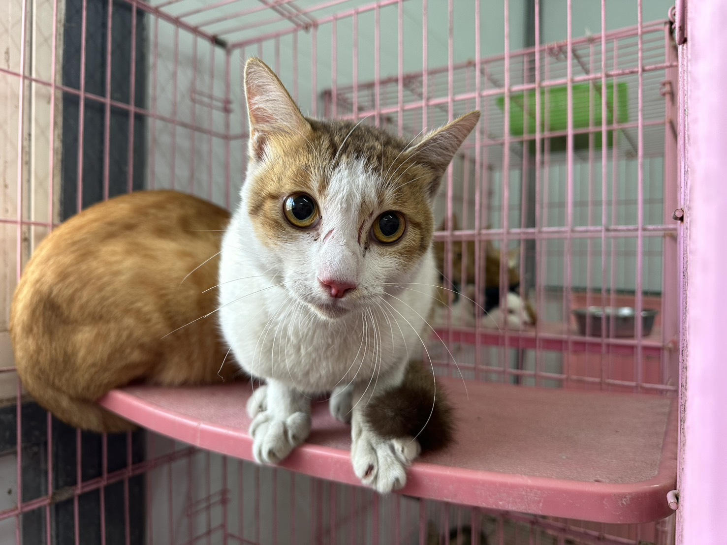 Chat croisé mâle adulte, Moyen, refuge n° …1107