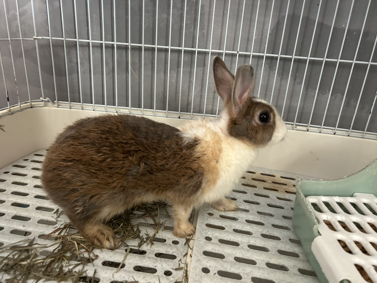 Brown-and-white adult Dutch rabbit, Small, shelter no. …1001