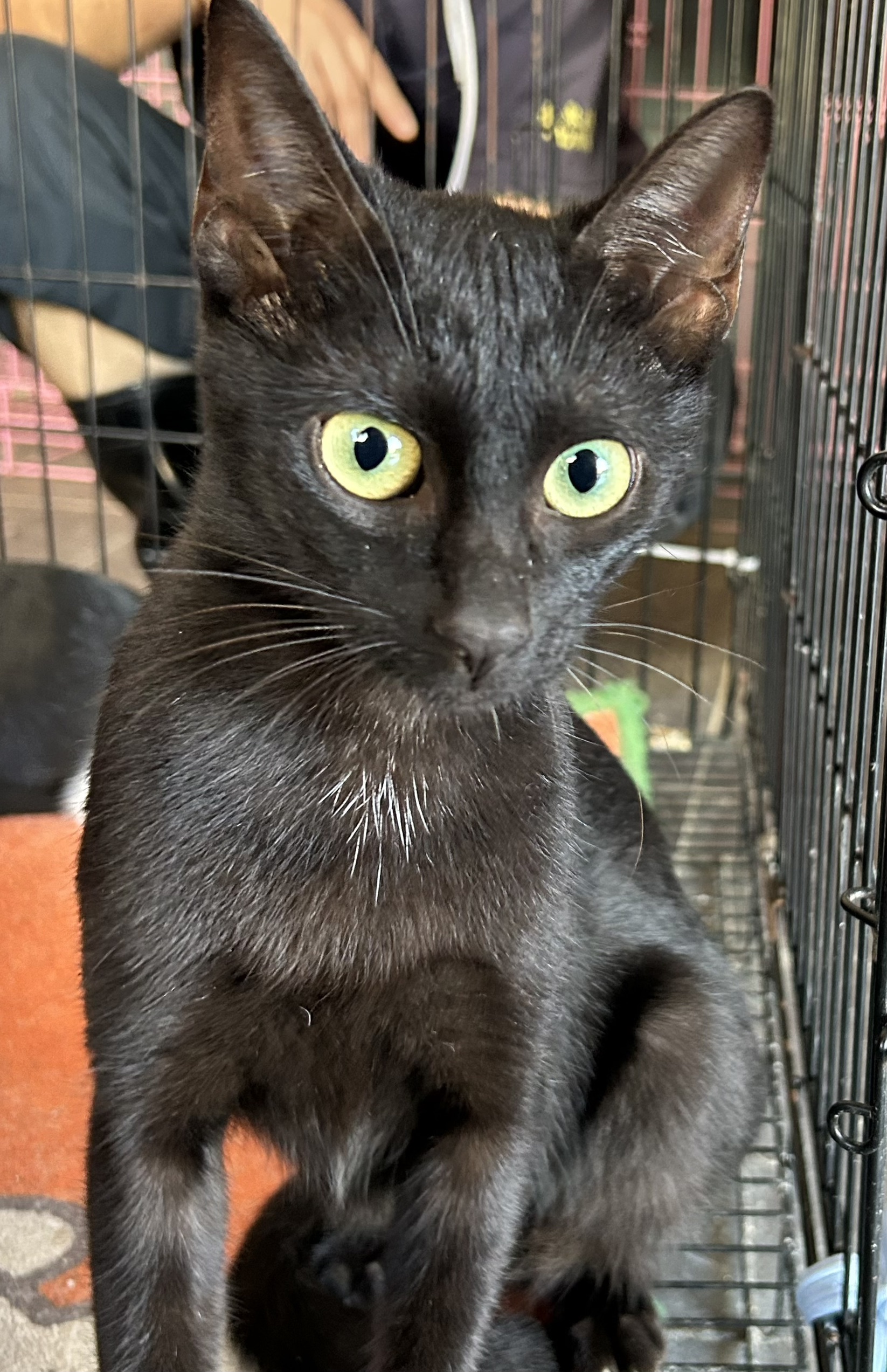Black adult female mixed-breed cat, Medium, shelter no. …2001