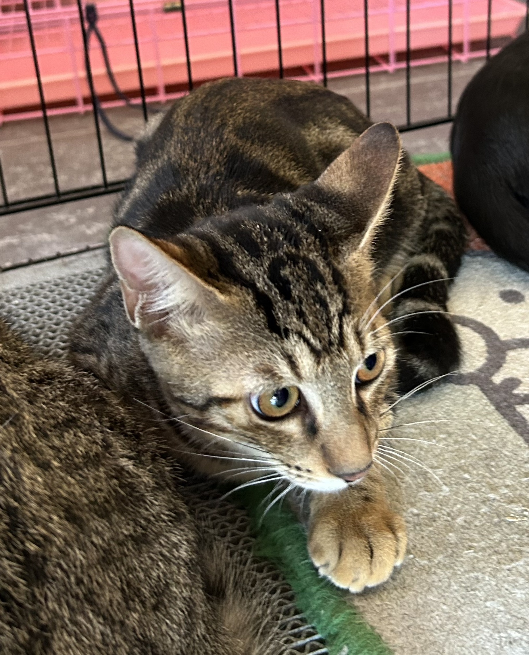 Tabby adult female mixed-breed cat, Medium, shelter no. …2002
