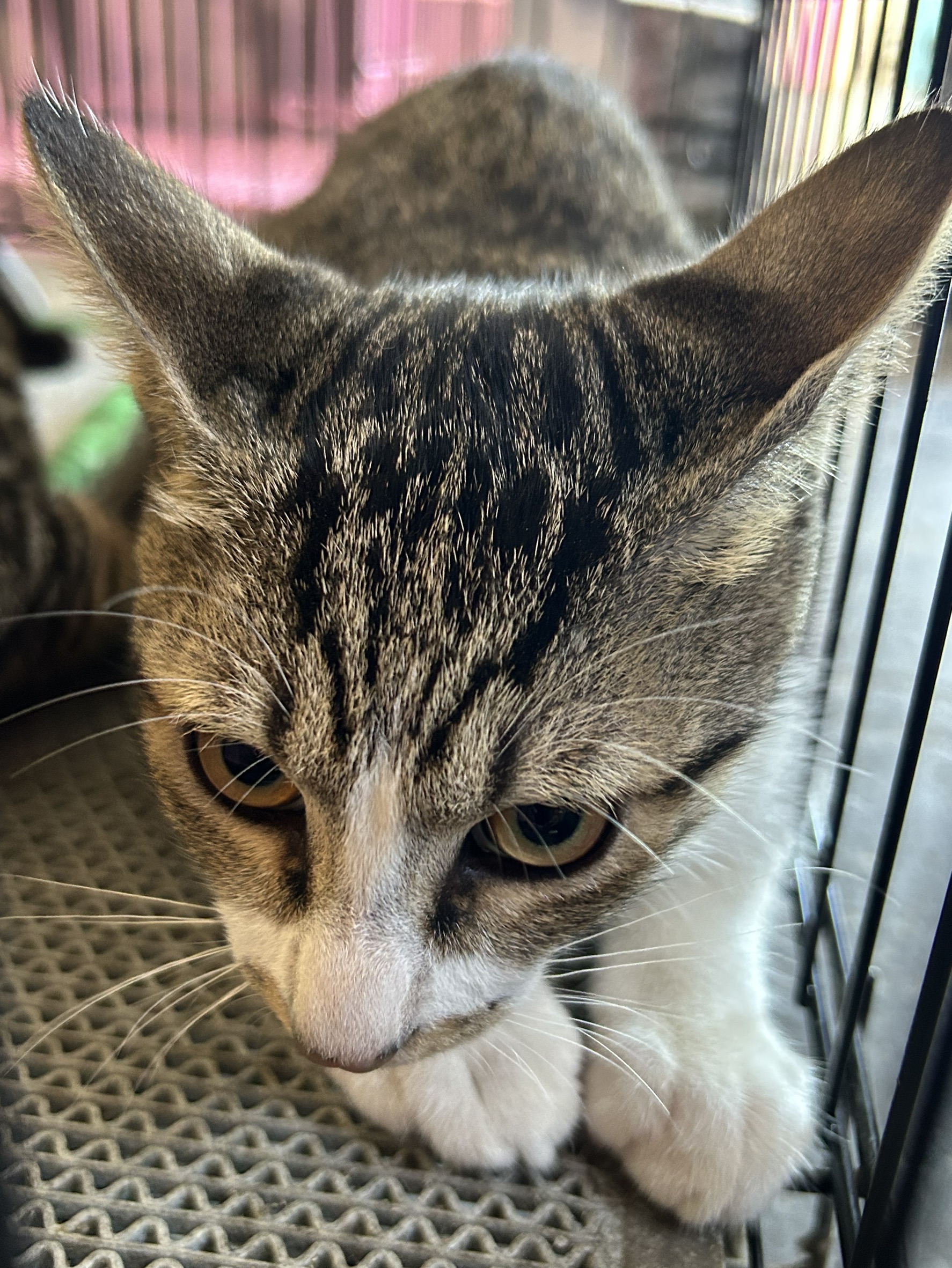 Tabby adult female mixed-breed cat, Medium, shelter no. …2003