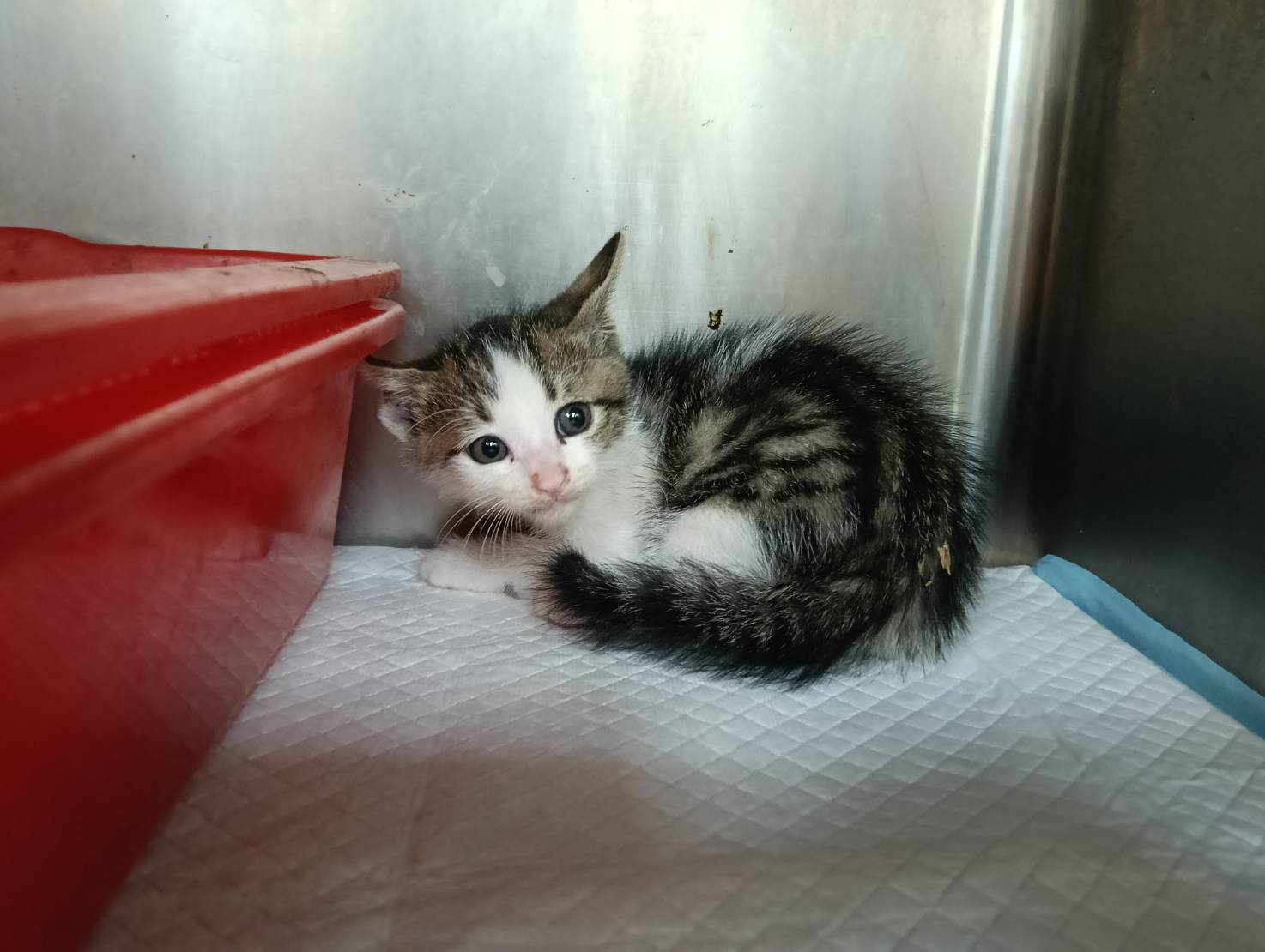 Tabby-and-white young male mixed-breed cat, Small, shelter no. …1002