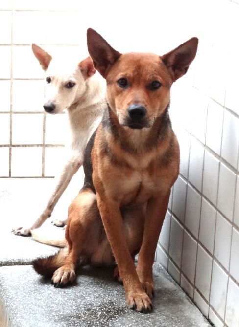 Black-and-tan adult male mixed-breed dog, Large, shelter no. …1708