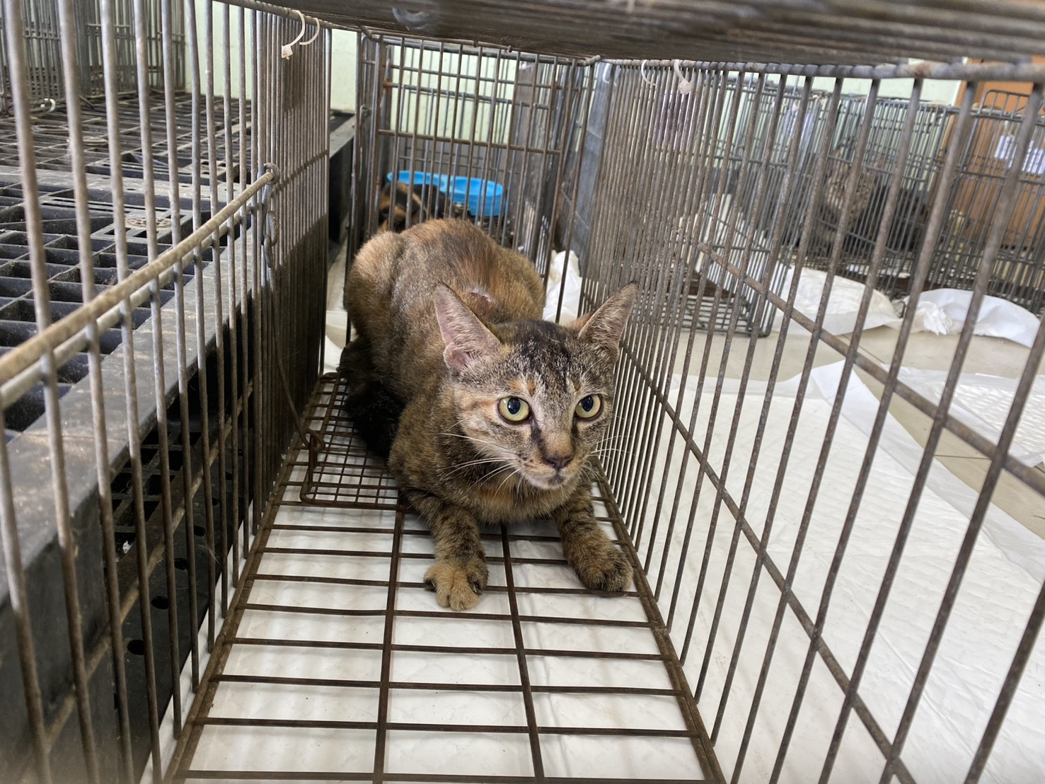 Young male mixed-breed cat, Small, shelter no. …0C02