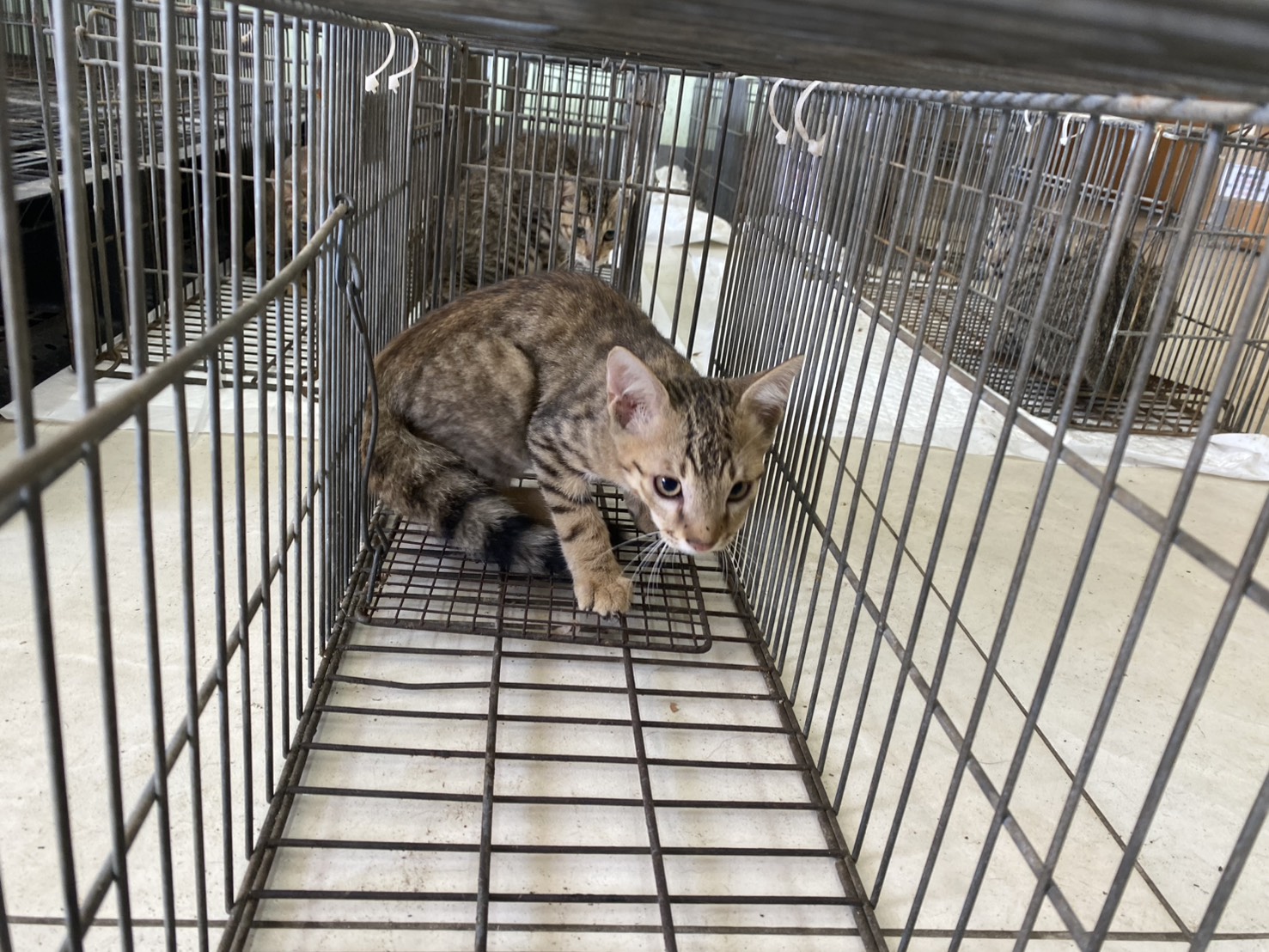 Adult female mixed-breed cat, Small, shelter no. …0C03