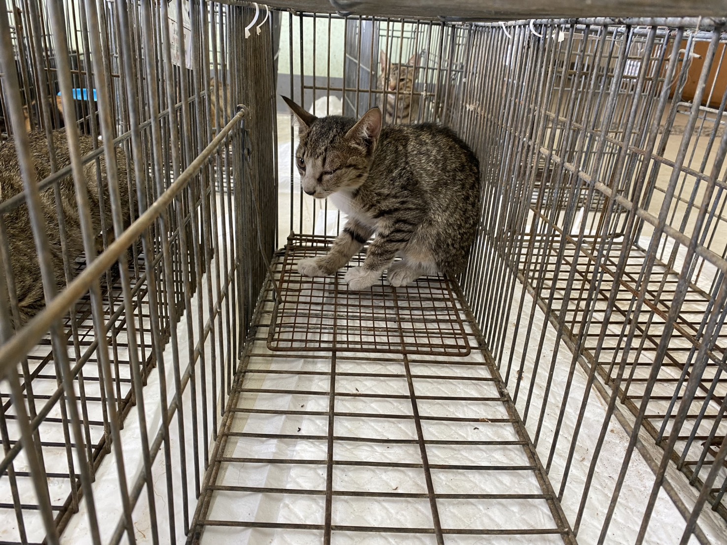 Young female mixed-breed cat, Small, shelter no. …0C04