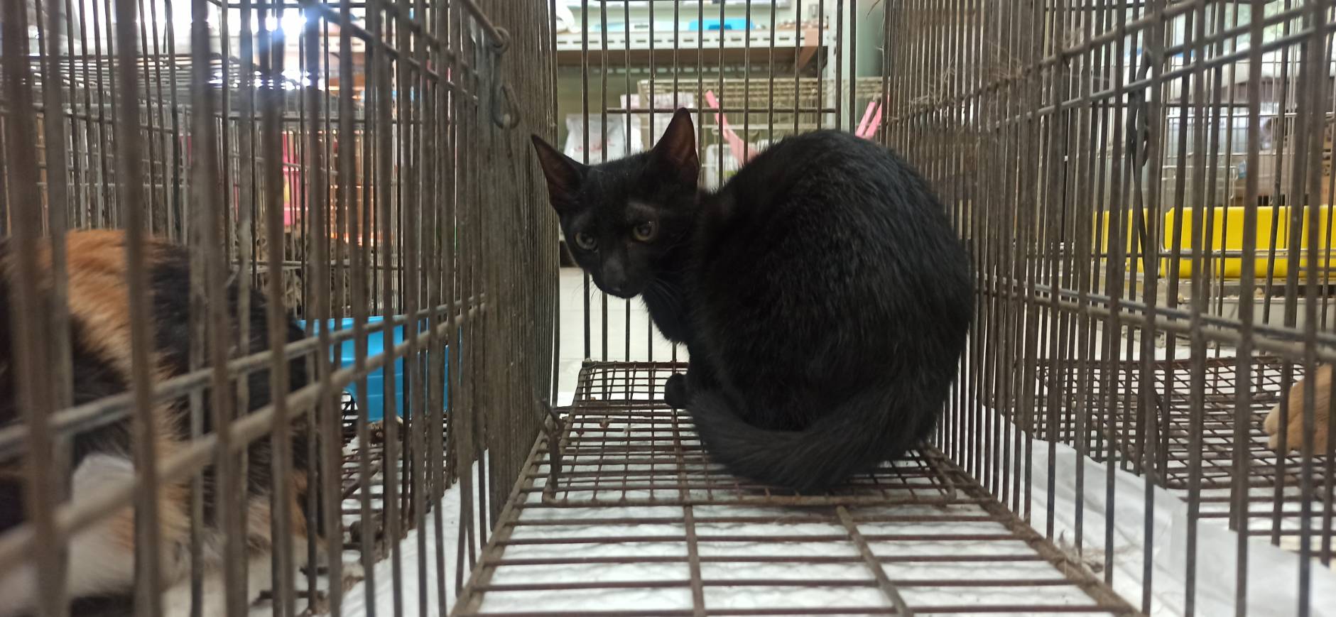 Pusang halo ang lahi (Lalaki, Bata, itim), Maliit, blg. ng shelter …0C08