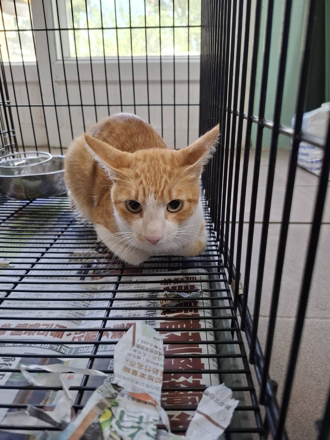ミックス猫（オス・成猫・茶）、中型, 施設番号 …2-01