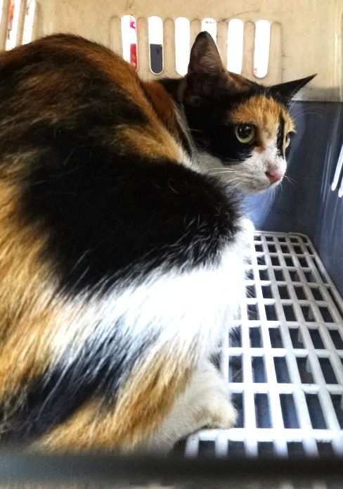 ミックス猫（成猫・三毛）、大型, 施設番号 …1718
