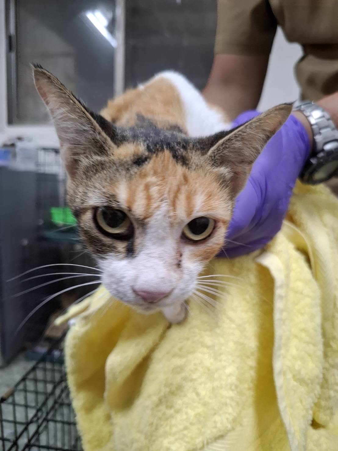 Pusang halo ang lahi (Babae, Matanda na, tatlong kulay), Katamtaman, blg. ng shelter …2-03