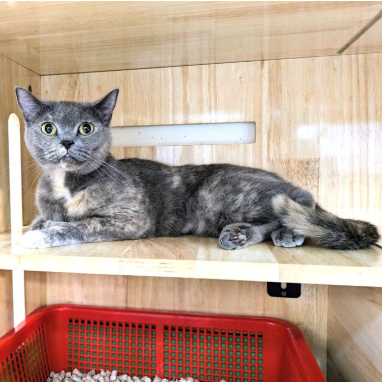 Patched adult female British Shorthair, Medium, shelter no. …2002