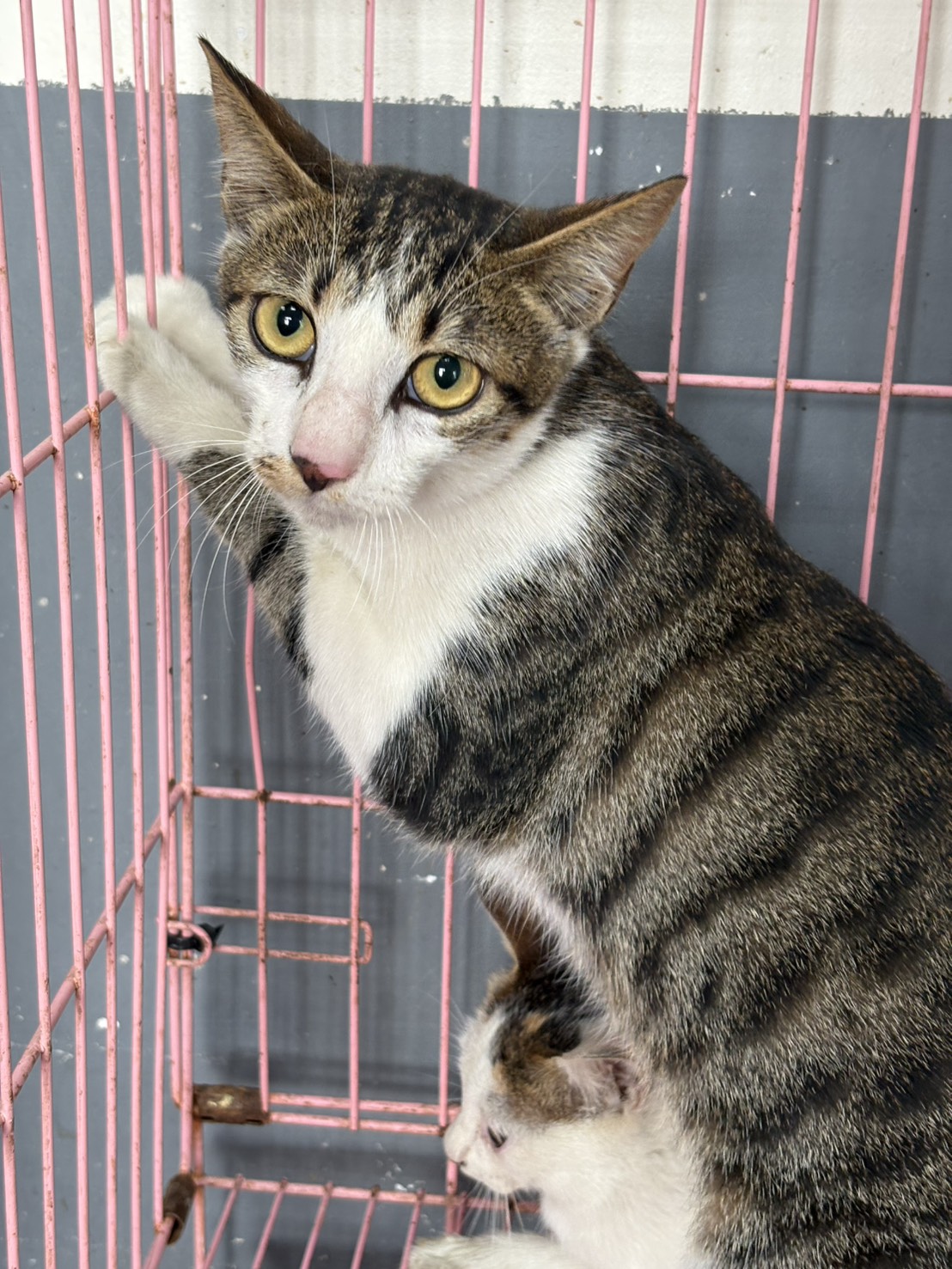 Tabby-and-white adult female mixed-breed cat, Medium, shelter no. …3001