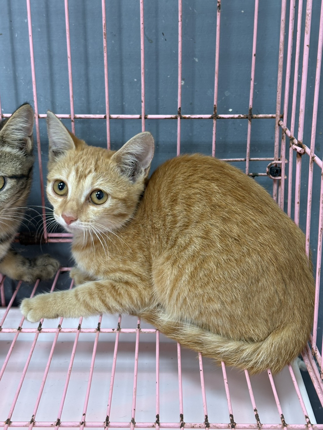 Orange adult female mixed-breed cat, Medium, shelter no. …3002