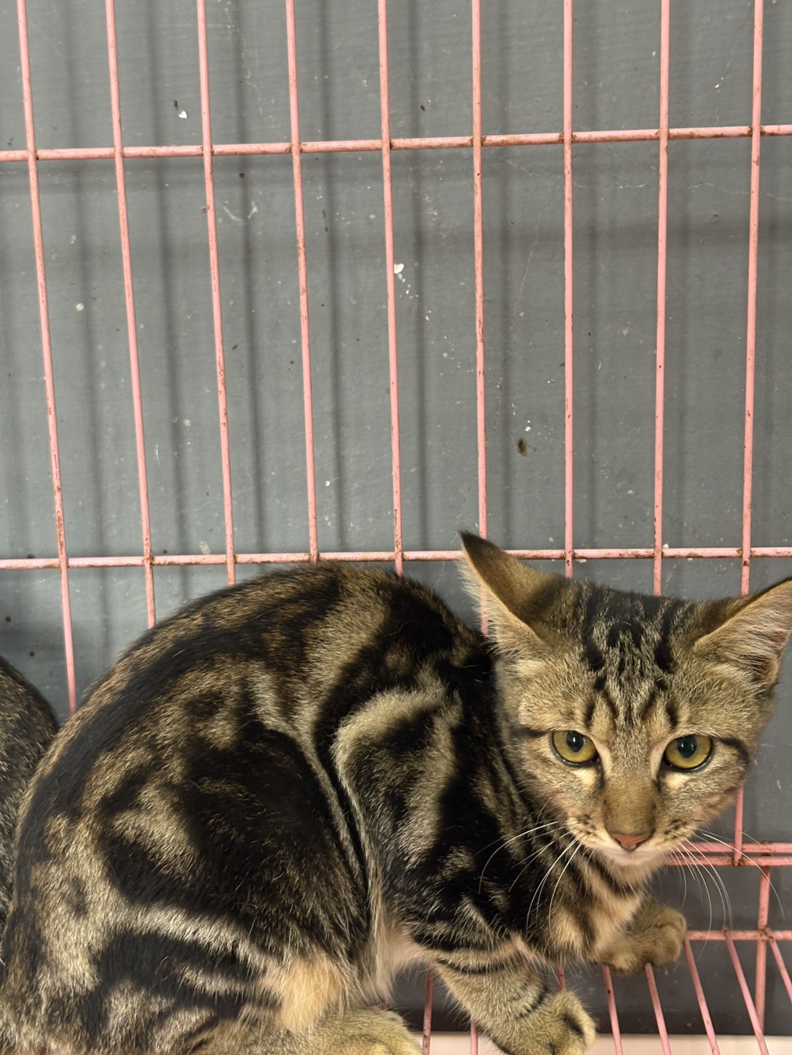 Orange tabby adult female mixed-breed cat, Medium, shelter no. …3003