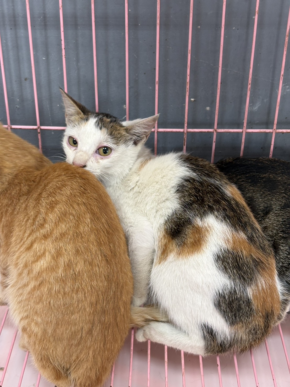 Calico adult female mixed-breed cat, Medium, shelter no. …3004