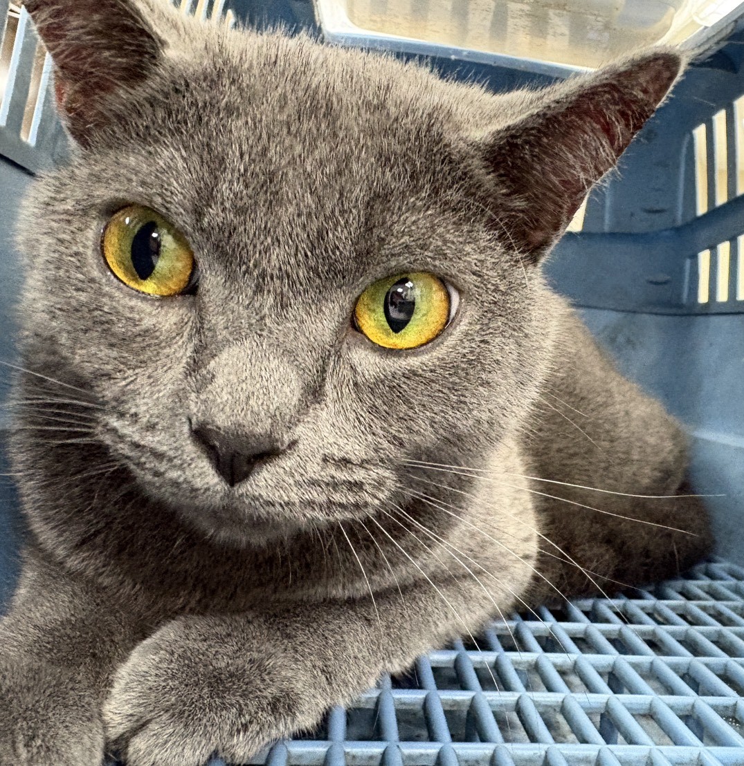 Gray adult female British Shorthair, Large, shelter no. …3001